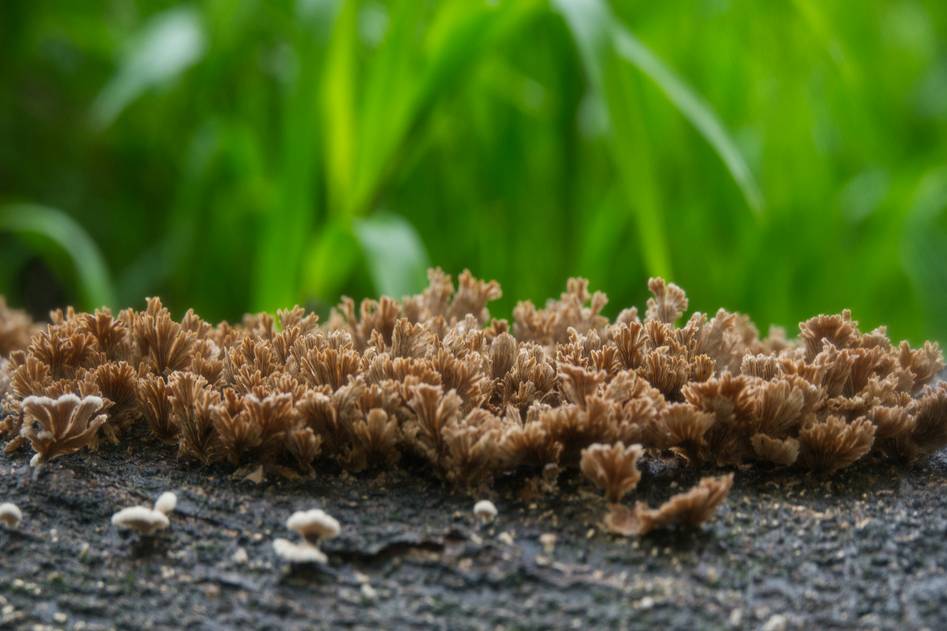 Natural biodegradable sponges on wooden surface with green leaves